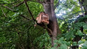 ПРОВЕРКА ЛОВУШЕК ИЮЛЬ 2021/ЛОВЛЯ РОЕВ/ЛИПОВАЯ РОЩА