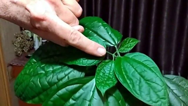 Цветение в феврале- Как добиться цветения клеродендрума госпожи Томсон. Раскрываем секрет! смотреть онлайн