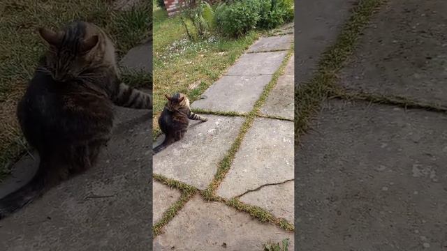 самый тупой кот на всем белом свете! смотреть онлайн