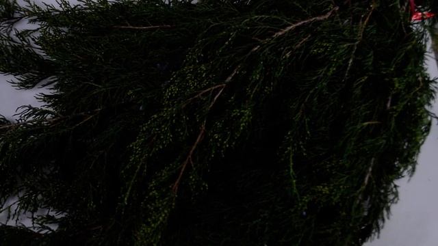 Кипарис обыкновенный садовый, 10 шт смотреть онлайн