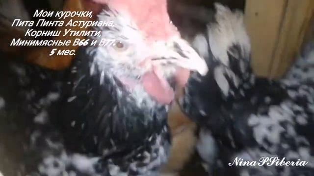 Мои птичульки, куры мясояичных пород Пита Пинта Астуриана, Корниш Утилити, Минимясные В66 и В77 смотреть онлайн