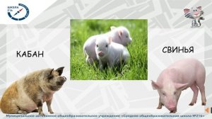 Домашние животные и их детёныши.