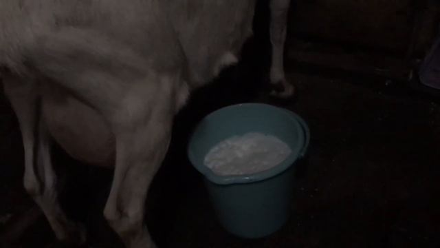 Зааненские высокоудойные козы и удои смотреть онлайн