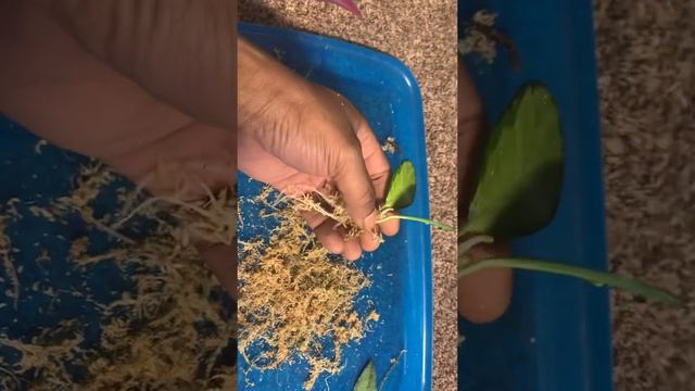 Part 2. Australis Lisa Hoya Propagation смотреть онлайн