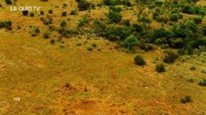 Реклама телевизоров LG OLED TV