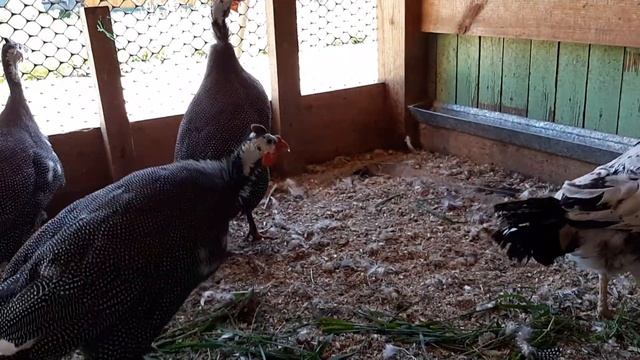 ?Цесарки , да или нет?? смотреть онлайн