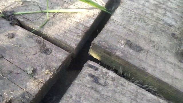 Ягдтерьер Архан 3 г. по барсуку в норе смотреть онлайн