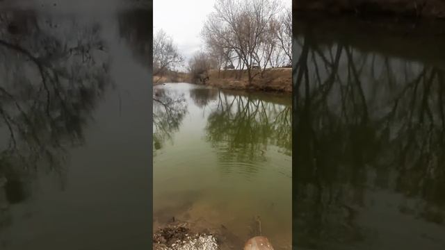 Платная рыбалка, пруд Чёрные камни 19.04.20г. Уловы рыбаков. смотреть онлайн