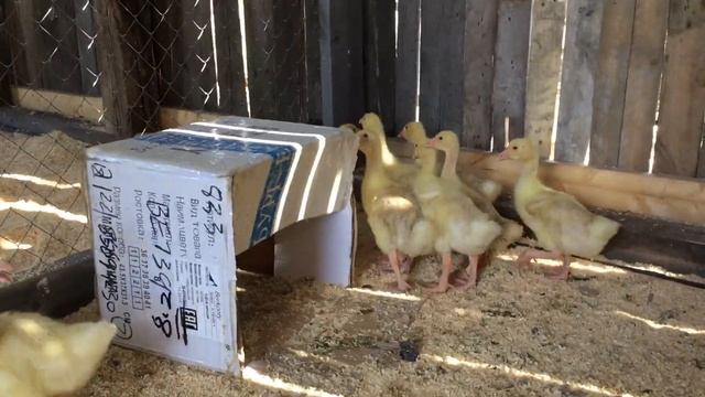 Достроил новое помещение для птицы. Гусята Линда 15 дней. Содержание гусят. смотреть онлайн