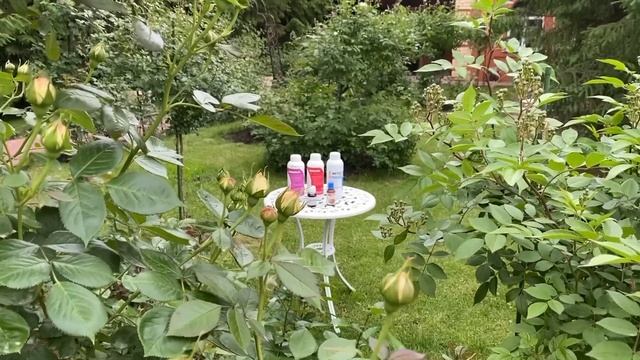 РОЗЫ В САДУ. УСТАЛИ ОТ ТРИПСА? ЛОВИТЕ РЕЦЕПТ! смотреть онлайн