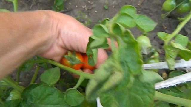 Томат Купидон набирает силу. смотреть онлайн