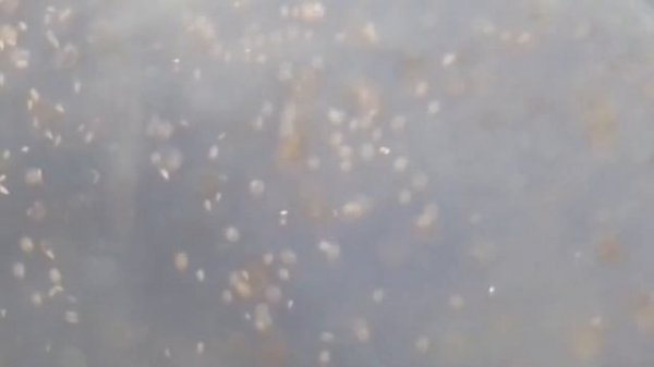 Питомец юрского периода! Артемия (Artemia) Набор для выведения рачков в домашних условиях! / ЧЕРИ T