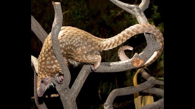 Pangolin animal information смотреть онлайн