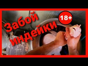 ЗАБОЙ ИНДЕЙКИ.  Вес бройлерной индейки в 4,5 месяца