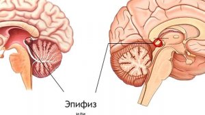 ШИШКА (шишковидная железа)