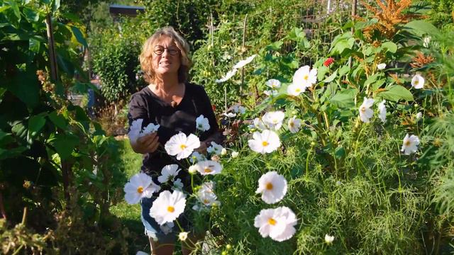 Verwelkte Blumen: Durch Ausputzen Blütezeit verlängern 🌼 смотреть онлайн