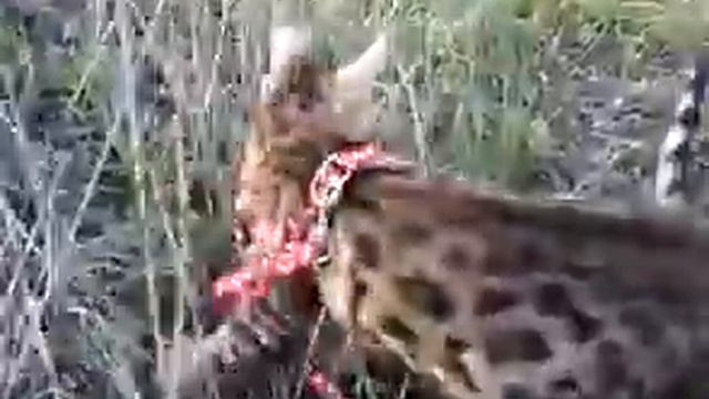 Бенгальская кошка впервые на прогулке.mp4 смотреть онлайн