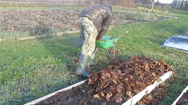 Как укрыть чеснок на зиму. Проверенный способ. Всхожесть 100%!