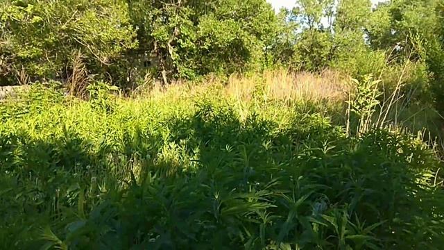 #Клевый_Ус расширяет ареал: исследователь хабаровской тайги. смотреть онлайн