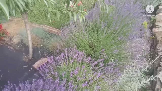 Лаванда в цвету...Сквер Республики ...Симферополь. Обзор 18.06.22. смотреть онлайн