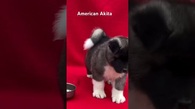 American Akita puppy top quality yha milti h #dog #americanakitapuppies #breeding смотреть онлайн