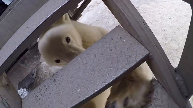 Белый мишка пришёл познакомиться смотреть онлайн