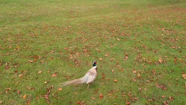 Фазан в поместье Черчилля. Blenheim palace. Бленхеймский дворец. Бленим. Англия смотреть онлайн
