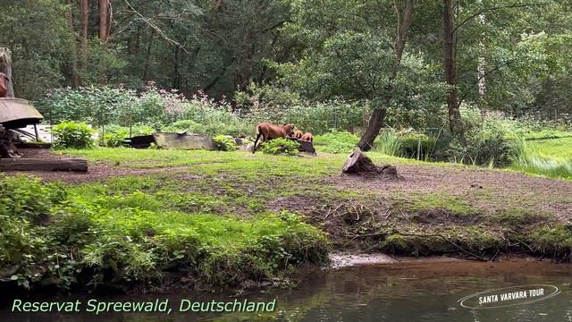 Spreewald, Deutschland (Шпреевальд, Німеччина)