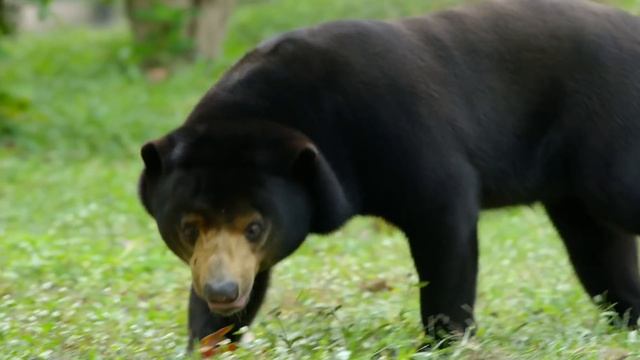 Extraordinary Animals Of Planet Earth | Real Wild Documentary смотреть онлайн