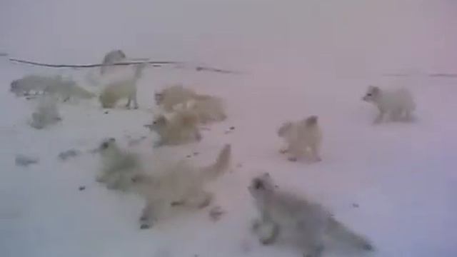 Ямал, Сабетта. Стая песцов. смотреть онлайн