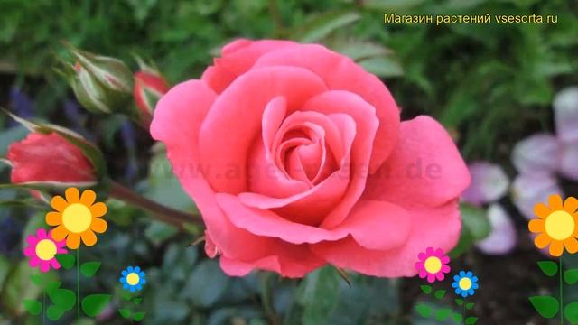 Роза флорибунда Белла роза. Краткий обзор, описание характеристик, где купить саженцы Bella Rosa смотреть онлайн