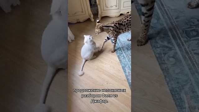 #коты #cats #животные #animals #кот #сервал #cat #друзья #Shorts смотреть онлайн