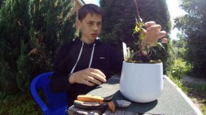 Плетение Фикуса Бенджамина Спиралью (часть 1)