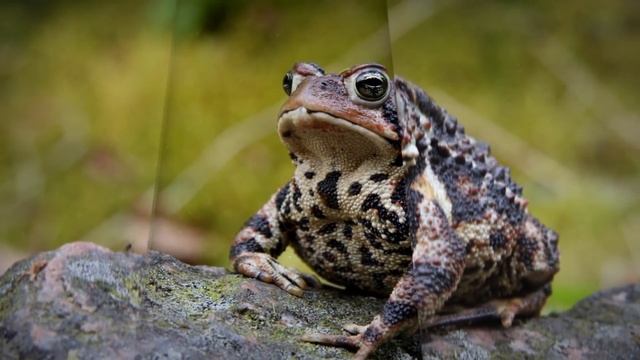 ЛЯГУШКИ - ИНТЕРЕСНЫЕ ФАКТЫ смотреть онлайн