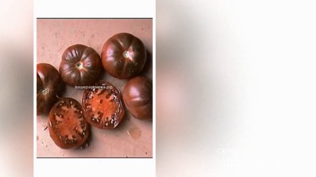 Высокорослые сорта помидоров для посадки в 2019 году! смотреть онлайн