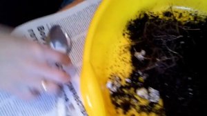 Глоксиния.Пересадка клубня глоксинии после сна в свежий грунт