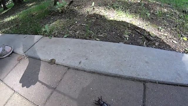 Нальчик, парк, жук олень смотреть онлайн