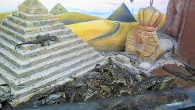 Кормление крокодильчиков в Алуштинском аквариуме смотреть онлайн