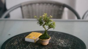 Как вырастить маленький БОНСАЙ? Советы по уходу за бонсай из Serissa foetida