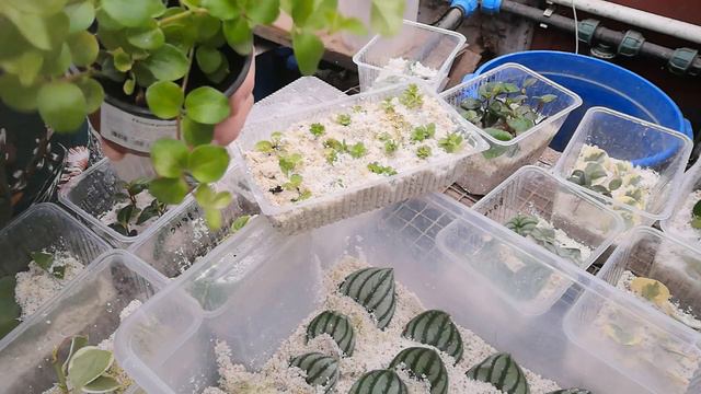 Пеперомия результат укоренения через 30 дней смотреть онлайн