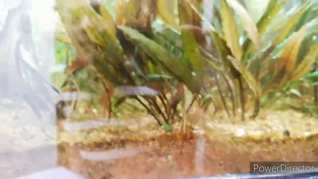 Ficha técnica Labeo Bicolor tiburón cola roja смотреть онлайн