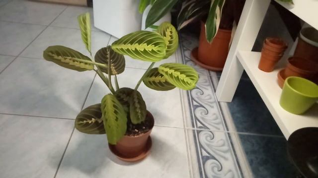 Maranta Fascinator (Prayer Plant) 24 Hours TIMELAPS