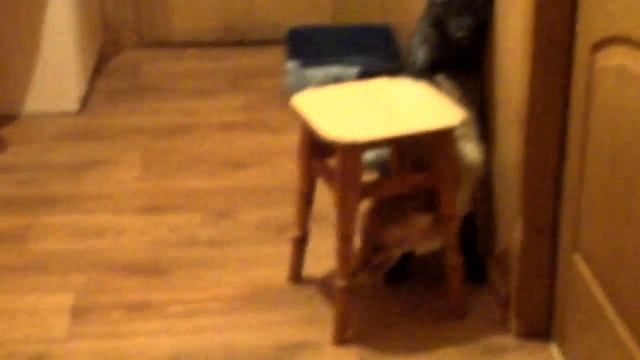 Домашние лисы,кто в доме главный? смотреть онлайн