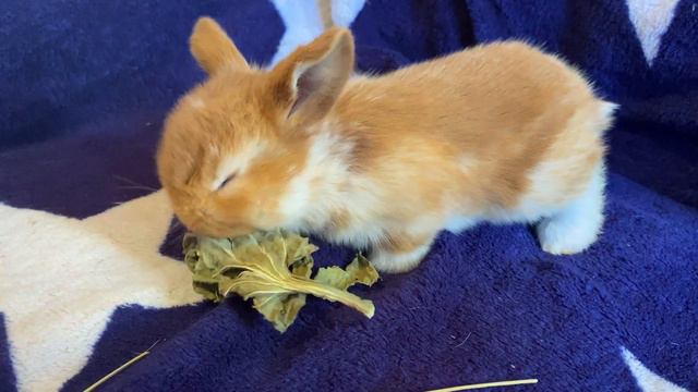 Малышу уже 18 дней🐰 питомник кроликов Funny Bunny смотреть онлайн