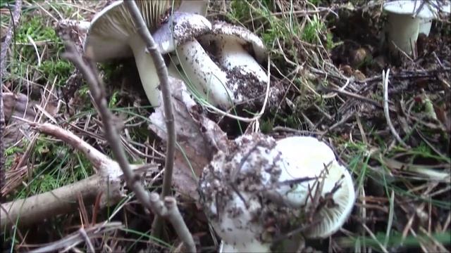 FUNGHI 2021.....non solo porcini...TRICHOLOMA PORTENTOSUM смотреть онлайн