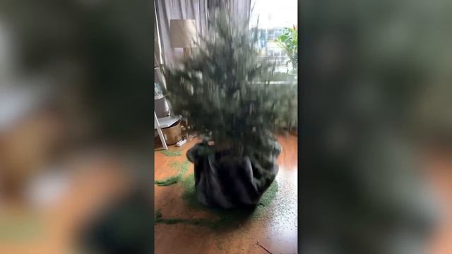 a ball got stuck in his leg.. смотреть онлайн