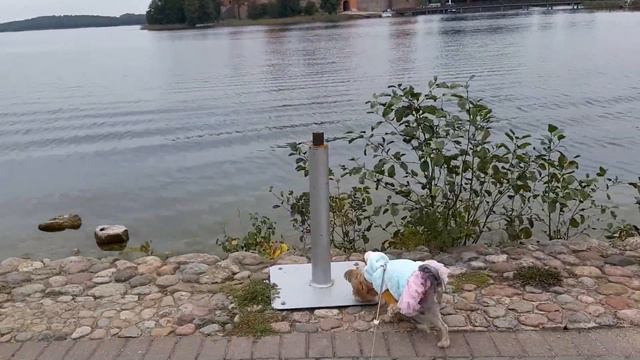 Поездка в Тракай 🚂с йорком. смотреть онлайн