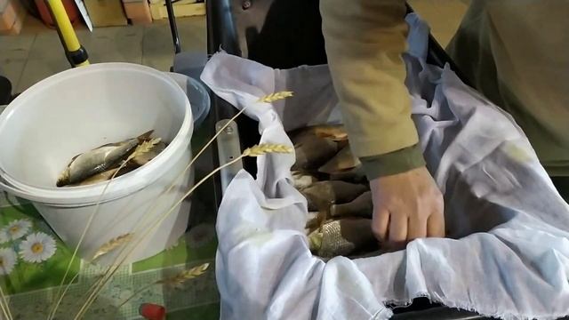 Самый вкусный сухой посол сороги, плотвы смотреть онлайн