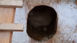 Отличный курятник своими руками -  что после 3-х лет эксплуатации