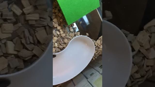 кушаем аргентинского таракана!